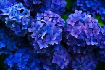 Obituario de Lou Ann Violet Meadows