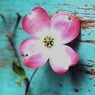 Obituary of Jacqueline E. Noble