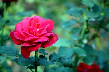 Obituary of Helene Lawler