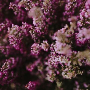 Obituary of Linda Lee Hirsch