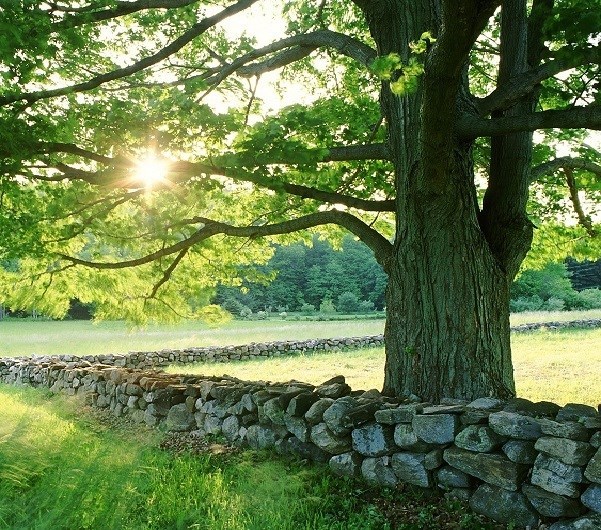 Obituary of Soon Bo Ahn