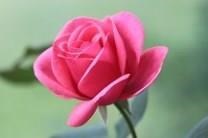 Obituary of Patricia Savelli