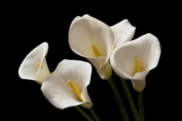 Obituary of James Boyle Coughlin