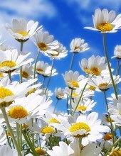 Obituary of Mary Henson Reece