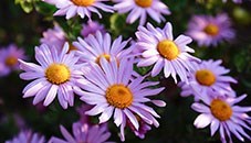 Obituary of Susan Elaine Malcolm