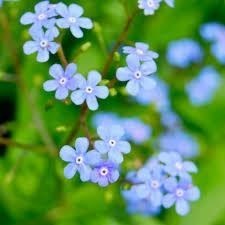 Obituary of Dolores Mae Lambert