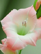 Obituary of Virginia "Jinny" Donovan