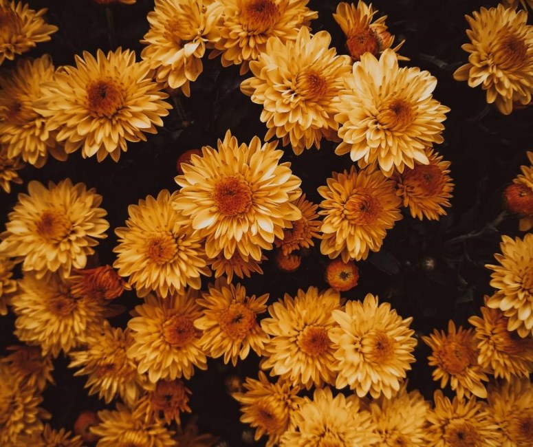 Obituary of Ann Laurania Martin