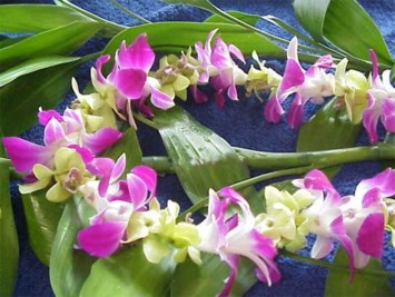 Obituary of Dinh Tran