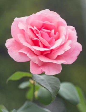 Obituary of Doris L Wooldridge