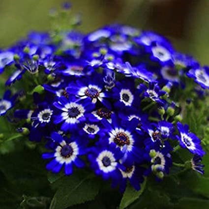 Obituary of Juanita Marie Tafoya