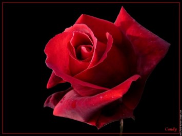 Obituary of Diana J King