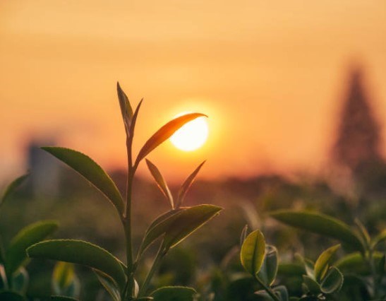 Obituary of Harvey Sherman Kaufman