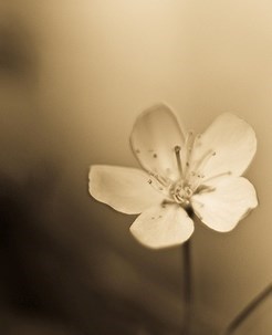 Obituary of Bertrand Gagnon