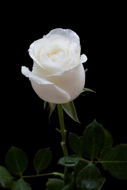 Obituary of John William Rigsby