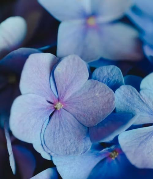 Obituario de Nancy Joan Storey
