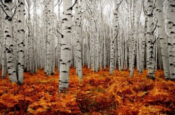 Obituary of Jerry Dean Snyder