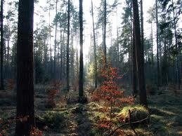 Obituary of Bruce Nelson Smith