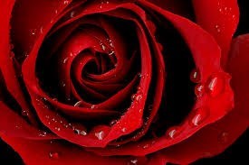 Obituary of Karol Jean Krueger