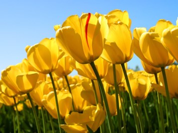 Obituary of June Rose Ventura