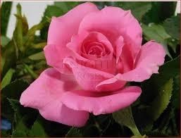 Obituary of Rose A. Lawrence