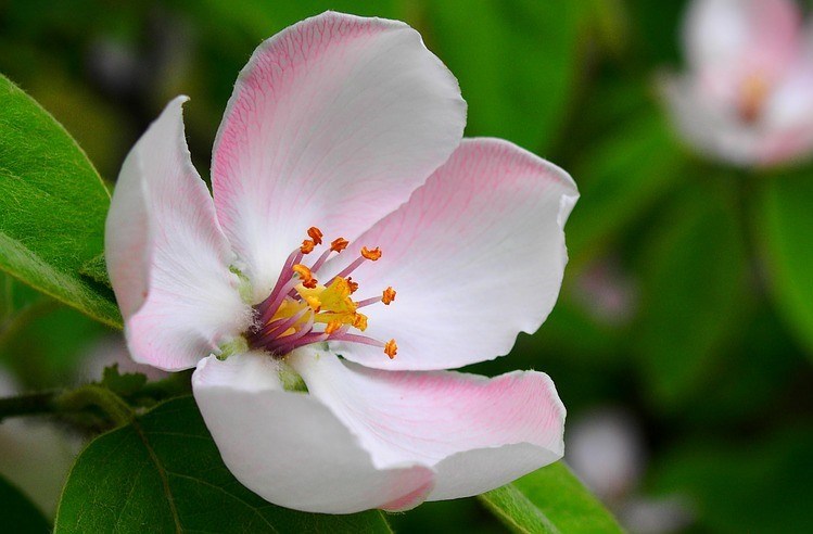 Obituary of Grace J Perkins