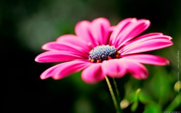 Obituary of Elizabeth White