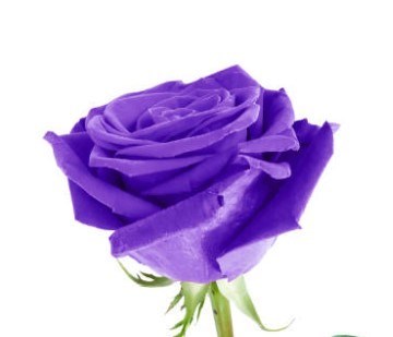 Obituary of Nancy H. Johnson