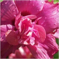 Obituary of Julia A. Horne