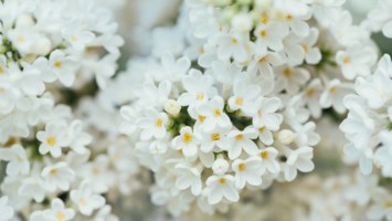 Obituary of Mr. Pat Fred Kater