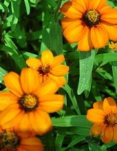 Obituary of Betty Jane Yoders