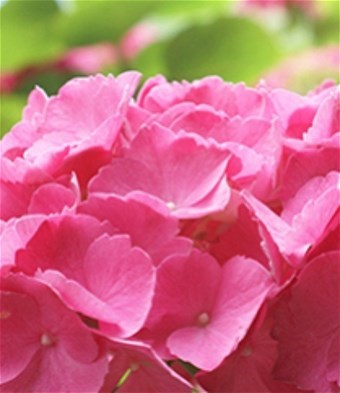 Obituary of Winona Mapuana Cabacungan