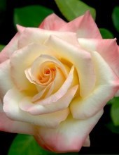 Obituary of Evelyn Agnes Kapicka