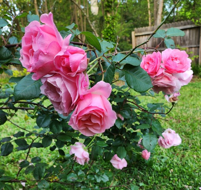 Obituary of Pamela Kay Glenn