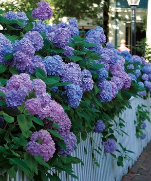 Obituary of Mary Ardele Robbins Frank