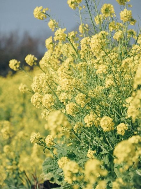 Obituary of Lloyd Richard Thomas