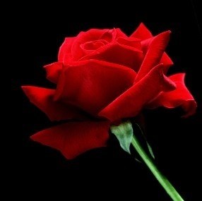 Obituary of Lorraine A. (Wellman) Morris