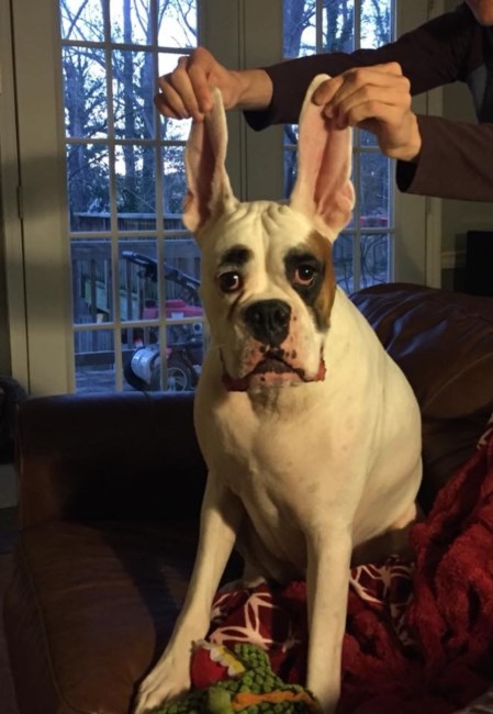 Obituary of Kristen Choyce Williams