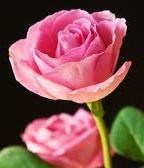 Obituary of Louise Virginia Alexander