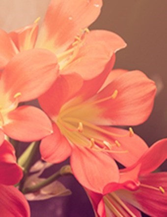 Obituary of Debra Lee Joyner