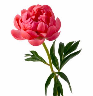 Obituary of Lee Yuk Chi Hong