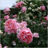 Obituary of Margo J. Smith