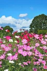 Avis de décès de Patricia Jean Martin