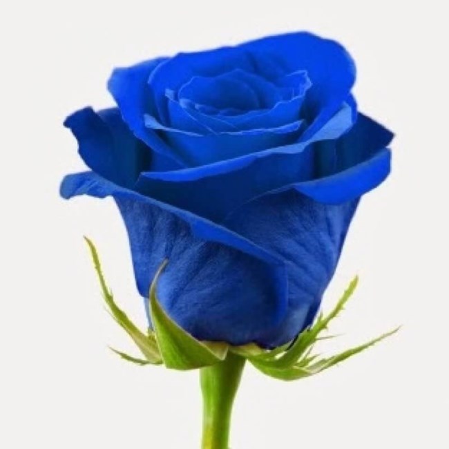 Obituary of Elias John Stefanakos