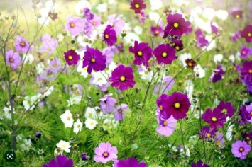 Obituario de Christy Wagner