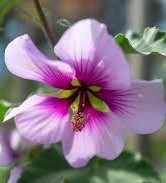 Avis de décès de Linda J. DiPasquale