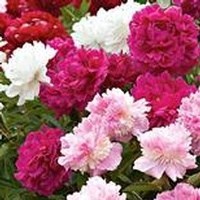 Obituary of Emma Lou Callaway