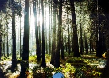 Obituary of Antonio "Tony" Arthur Haro