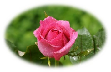 Obituary of Rose Ann Coats