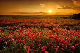 Obituary of Virginia C. Walker